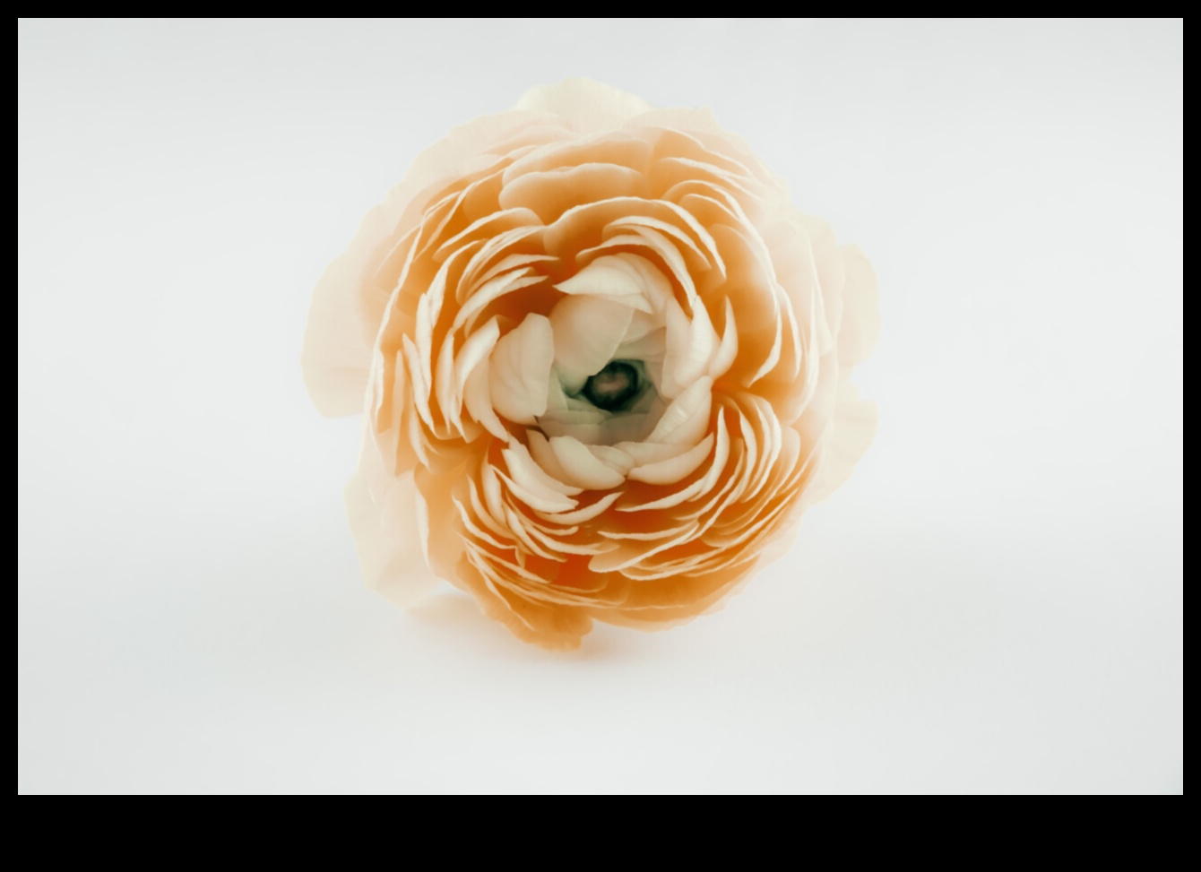 Stillness in Bloom: Floral Arrangements σε χαρτί