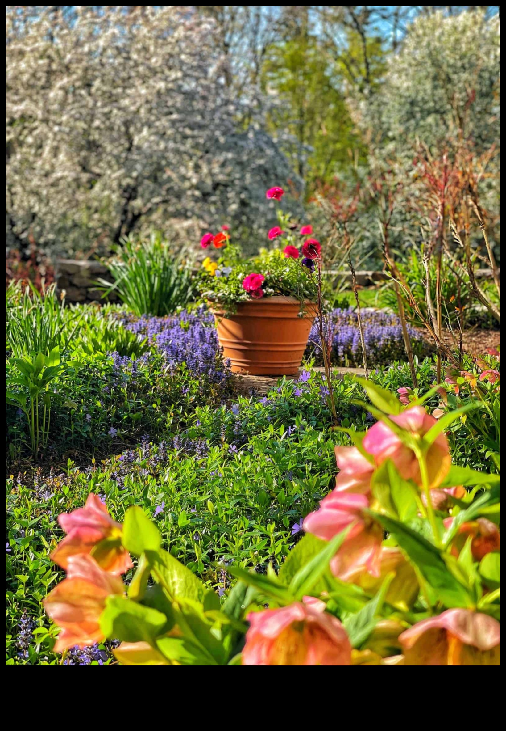 Blossom Bliss: Ο οδηγός σας για τη συντήρηση του κήπου όλο το χρόνο
