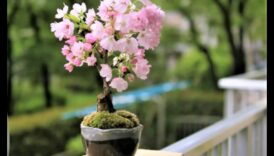 Ανθισμένα μπονσάι: μαγευτική ιαπωνική κηπουρική