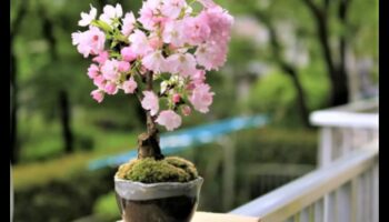 Ανθισμένα μπονσάι: μαγευτική ιαπωνική κηπουρική