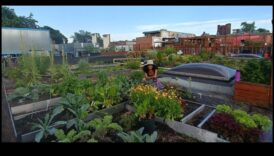 City Greens 101: Urban Gardening Essentials for All