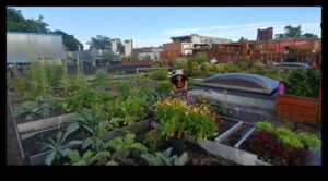 City Greens 101: Urban Gardening Essentials for All