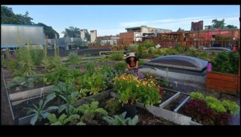 City Greens 101: Urban Gardening Essentials for All