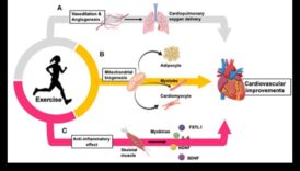 Πεζοδρομίες που χτυπούν, αντλώντας καρδιές: Η καρδιαγγειακή σύνδεση